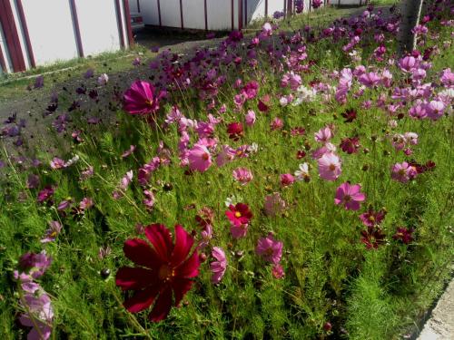 a field of pink and purple flowers in a garden at Nirvana Resort in Sevan