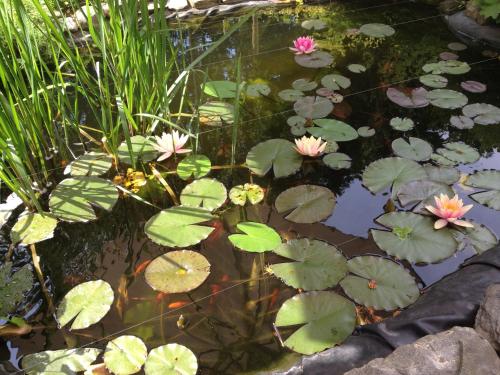 拉恩斯坦的住宿－Ferienwohnung Lahnmündung，池塘里放着水百合花和粉红色的花朵