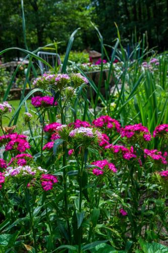 a bunch of pink flowers in a garden at Adeles sodyba in Sturmai