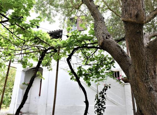 a tree in front of a white building at Il Paradiso dei nidi in Gioia del Colle