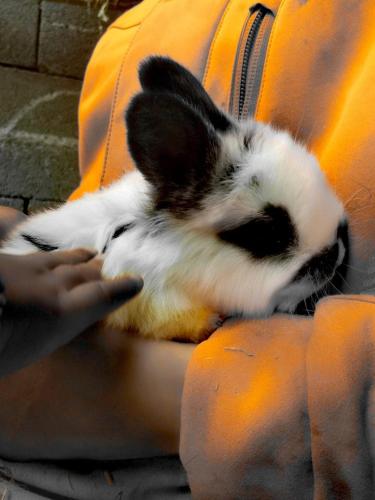 a black and white rabbit laying on a persons lap at Ferienhof Kreilgut in Rossleithen