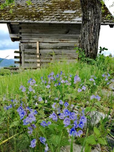 a field of purple flowers in front of a building at Apartment Vorderstoder in Rossleithen
