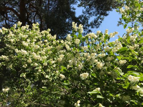 un albero con fiori bianchi di Vila Saulė a Palanga