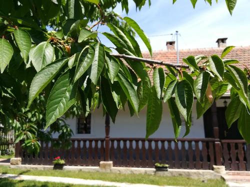 Fotografie z fotogalerie ubytování Bodrogparti Vendégház Sárazsadány v destinaci Sárazsadány