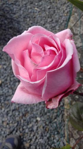 a pink rose sitting on top of the ground at La Petite Houssaye in Villiers-Fossard