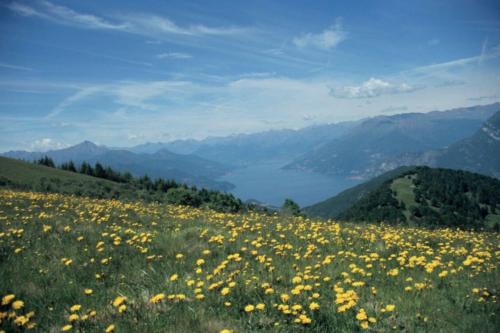 a field of yellow flowers on the side of a mountain at Appartamento Ghisallo in Magreglio