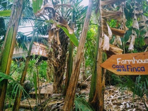 a sign in front of a forest of palm trees at La Bambouseraie in Balgue