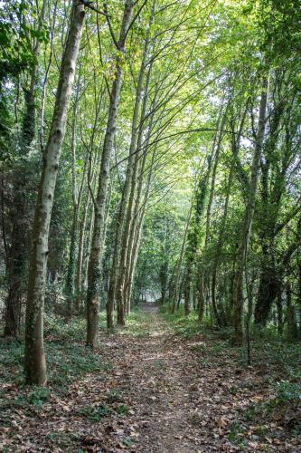 a path through a wooded area with trees at Associação Quinta das Relvas in Branca