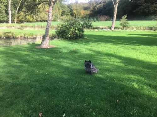 a dog sitting in the grass in a field at Hos Mette in Børkop