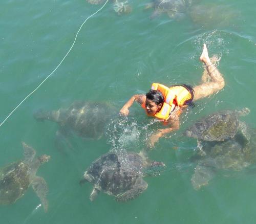 Ein Mann im Wasser mit einer Gruppe Schildkröten in der Unterkunft Hospedaje Paraiso Norteño in Los Órganos