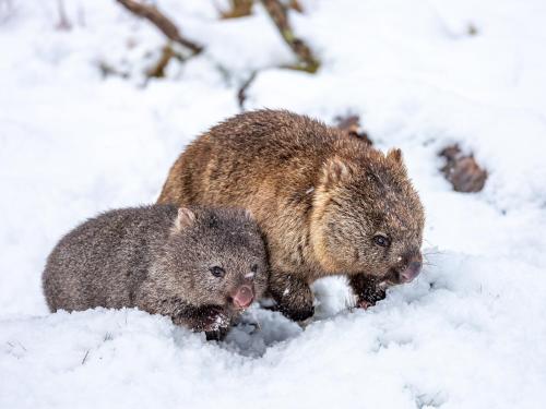 two baby animals standing in the snow at Cradle Mountain Hotel in Cradle Mountain