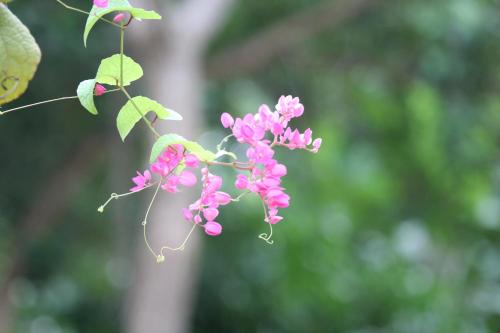 a bunch of pink flowers hanging from a tree at Kandyan Lounge in Kiribatkumbura