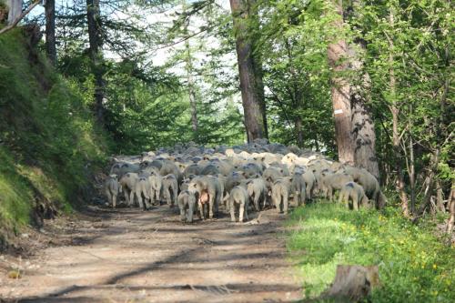 un troupeau de moutons parcourant un chemin de terre dans l'établissement Le balcon fleuri, à Freissinières