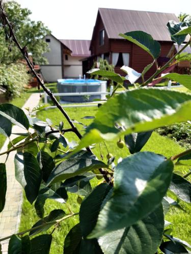a tree with green leaves in a yard at "Карпатський краєвид" in Polyana