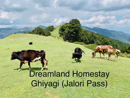 a group of cows grazing in a grassy field at DreamLand Home stay (JALORI PASS) in Shoja