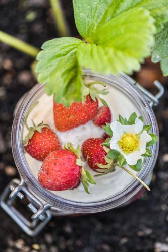 a glass jar with strawberries and a flower in it at Hostal Buenos Aires in Tremp