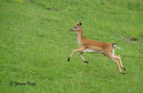 a baby deer running in a field of grass at Masseria Le Querciole in Fauglia