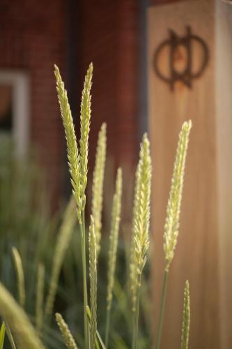 a group of tall grass in front of a building at ONNO Boutique Hotel & Apartments in Rendsburg