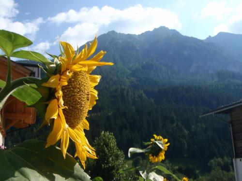 a sunflower with a view of a mountain at ARCHE Hof Öbristhof in Kleinarl