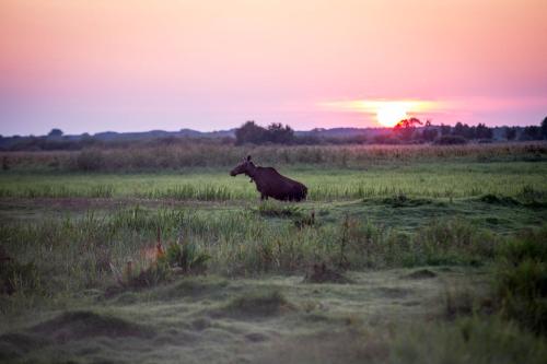 ein Pferd steht auf einem Feld mit Sonnenuntergang im Hintergrund in der Unterkunft Domek blisko Biebrzy in Radziłów
