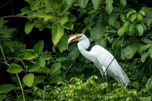a white bird with its beak in a tree at Nanajuana Río Dulce in Rio Dulce