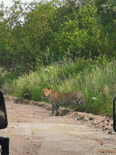 a leopard standing on the side of a dirt road at Mbizi Bush Lodge in Grietjie Nature Reserve