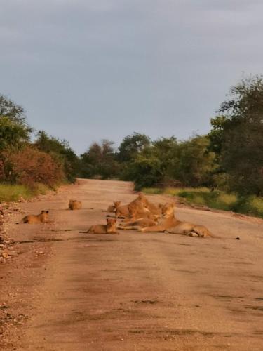 a herd of cows laying on a dirt road at Mbizi Bush Lodge in Grietjie Nature Reserve