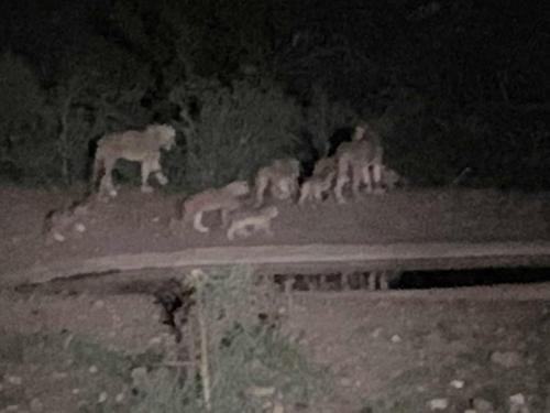 a group of animals standing on a road at night at Mbizi Bush Lodge in Grietjie Nature Reserve
