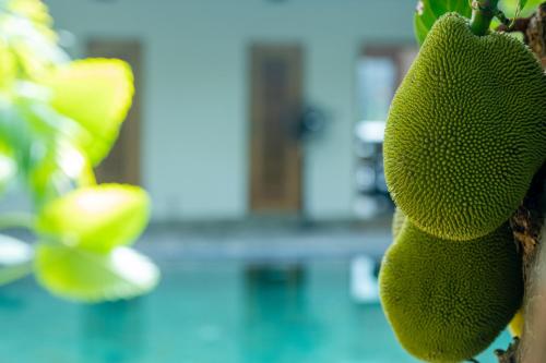 a close up of a green fruit on a tree at Aryana Boutique Hotel in Anuradhapura