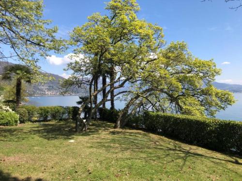 a park with trees and a view of the water at Residenza del Pascià - Appartamento Camphora in Oggebbio