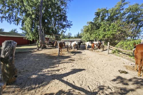 a group of horses standing in a dirt road at Anthurium Condo in Kahuku