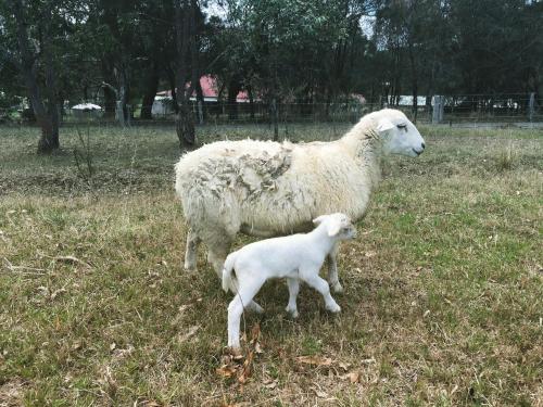 a sheep and a baby lamb standing in a field at Bryn Glas Farm Stay in Moruya