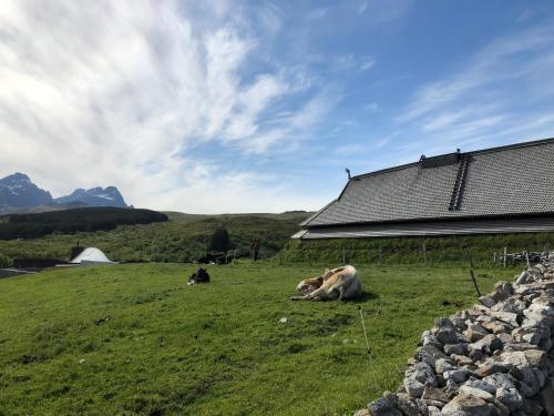 a cow laying in the grass next to a building at Lofotr Overnatting in B&oslash;stad