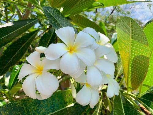 a bunch of white flowers on a tree at Shangri-Lanka Village in Tissamaharama