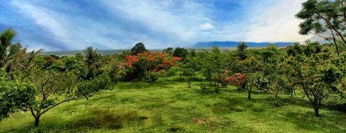 a field of trees with red flowers on it at Q Bungalows in Kep