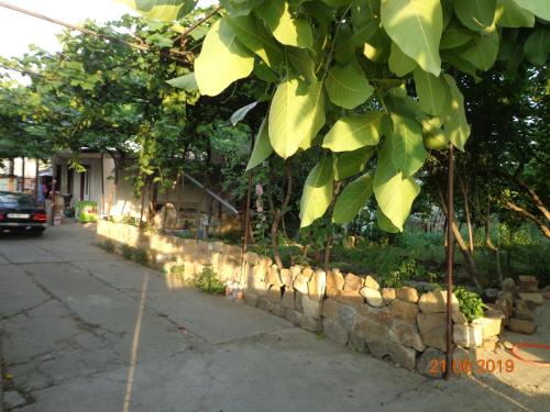 a tree hanging over a stone wall next to a street at My home udabno in Udabno