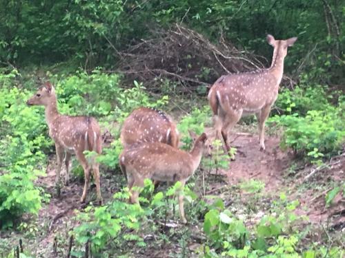 a group of deer standing on a dirt road at Shangri-Lanka Village in Tissamaharama