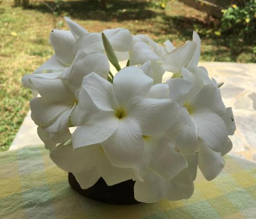 a vase filled with white flowers on a table at Shangri-Lanka Village in Tissamaharama
