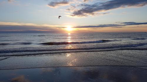 a bird flying over the ocean at sunset at Hotel Senyor in Rimini