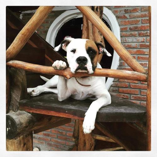 a dog laying on a chair with a stick in its mouth at Hostal Rutamar in Canoa