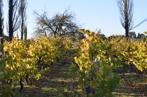 a row of grape vines in a field at Entre Acequias in General Alvear