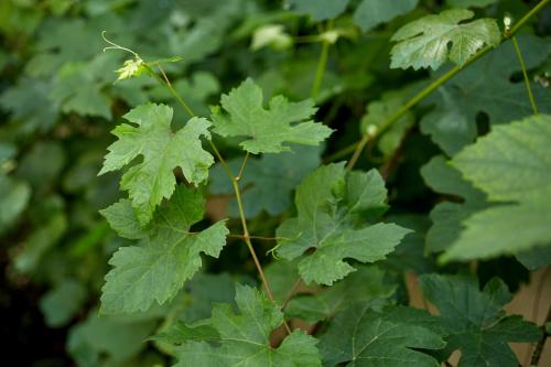Le Vert Galant - Auberge Etchegorryにある庭