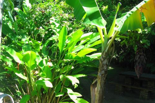 a group of green plants in a garden at Pousada Dos Artistas in Praia do Forte