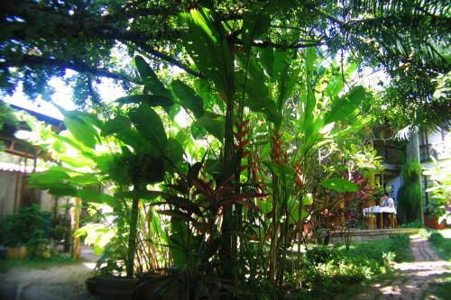 a group of plants in front of a building at Pousada Dos Artistas in Praia do Forte