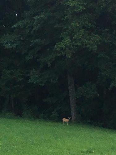 a deer standing in a field next to a tree at Pension Nocksteinblick in Salzburg