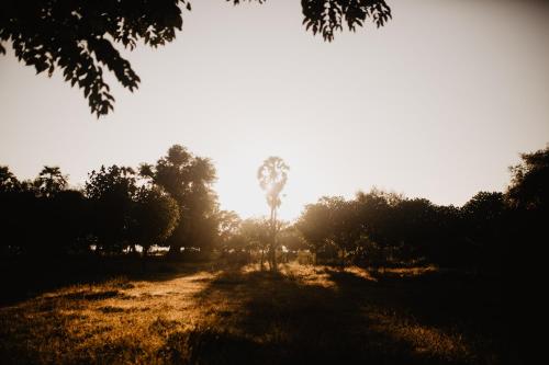 a tree in the middle of a field at Kalyssa Beach Bungalows in Pemuteran