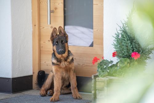a dog sitting in front of a door at Forchnerhof Panorama - App 3 Täler Blick in Rodengo
