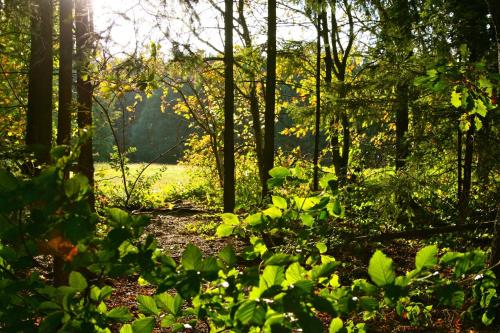 a forest filled with lots of green plants and trees at Het Mergelhoek 2 in Vaals