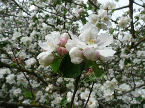a bunch of white flowers on a tree at Skogis Bed & Breakfast in Katrineholm