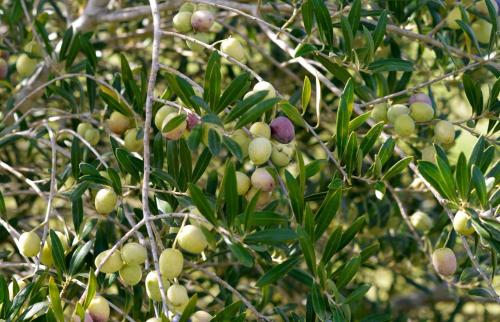 a bunch of fruit growing on a tree at Agriturismo Vulcano in Mirto Crosia
